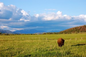 Roaming Buffalo in Yellowstone