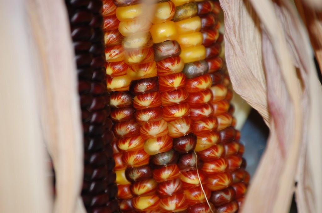 Indian Corn