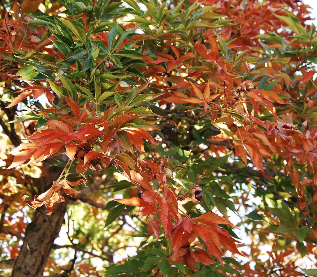 Buckeye changing colors