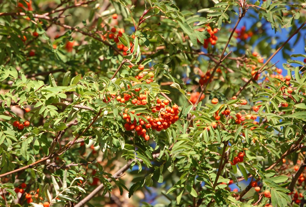 Mountain Ash berries