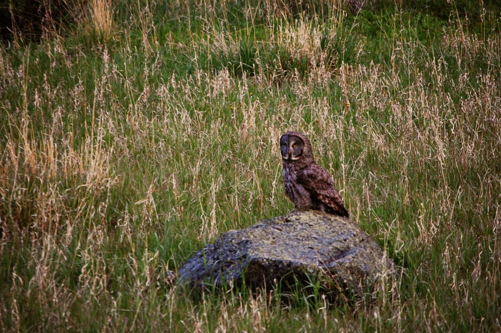 Owl in Yellowstone